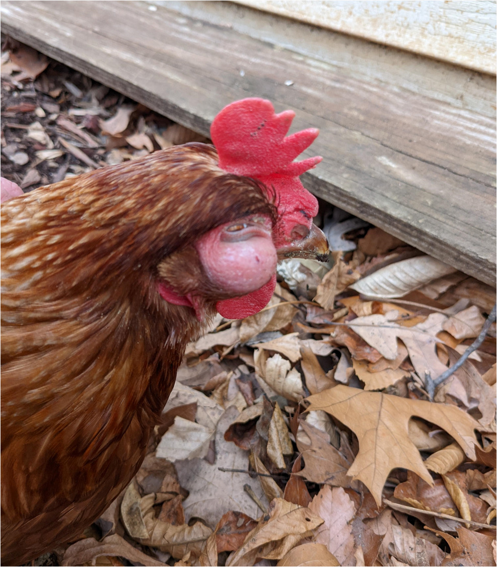 Infectious Coryza infraorbital swelling