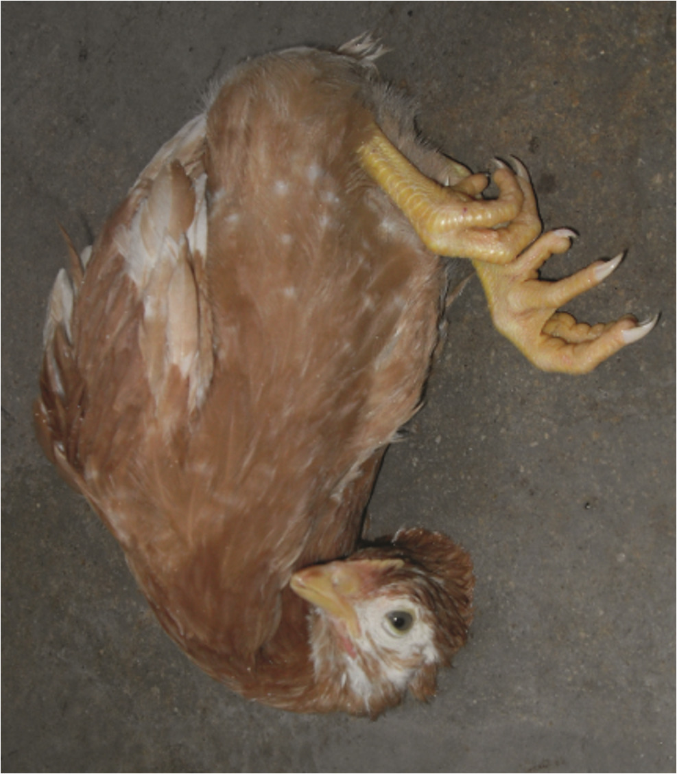 Newcastle disease - twisting of the neck