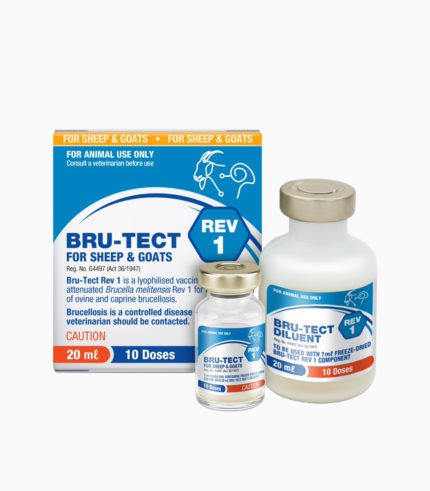 Brucella Melitensis Vaccine